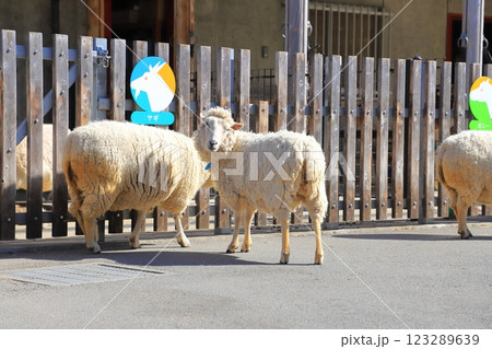 板橋区立こども動物園　東板橋公園内 123289639