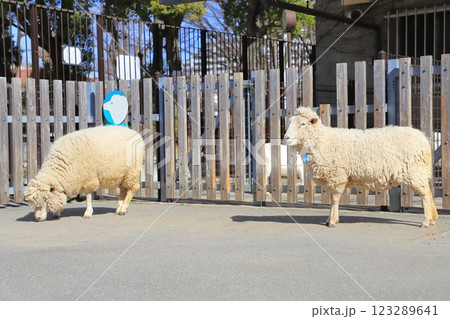 板橋区立こども動物園　東板橋公園内 123289641