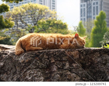 昼寝する猫 123289741
