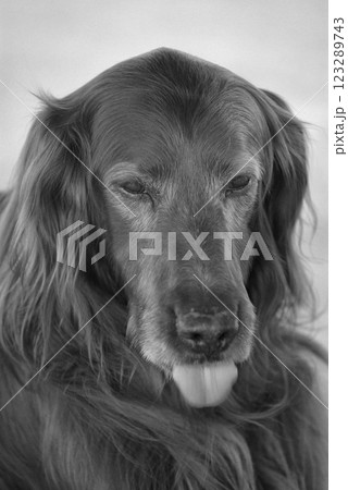 ベロを出す犬 123289743