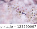 淡い桜色背景の桜のアップ 123290097