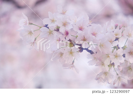淡い桜色背景の桜のアップ 淡い桜色背景の桜のアップ 123290097
