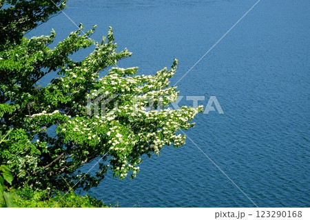水辺に咲くミズキの花 【相模原市津久井 5月】 水辺に咲くミズキの花 【相模原市津久井 5月】 123290168