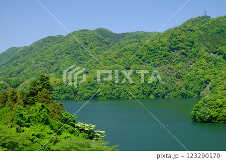 ミズキ咲く青い津久井湖 【相模原市津久井 5月】 ミズキ咲く青い津久井湖 【相模原市津久井 5月】 123290170