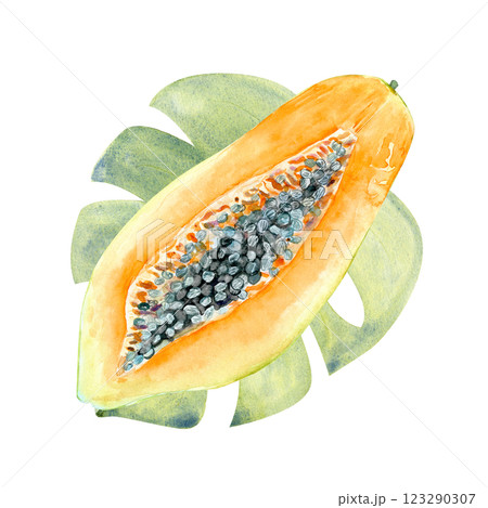 An open papaya on a leaf watercolor textured illustration isolated on white. The hand-painted tropical fruit clip art is perfect for culinary designs, labels, prints, cards, packages, menu, home decor An open papaya on a leaf watercolor textured illustration isolated on white. The hand-painted tropical fruit clip art is perfect for culinary designs, labels, prints, cards, packages, menu, home decor 123290307