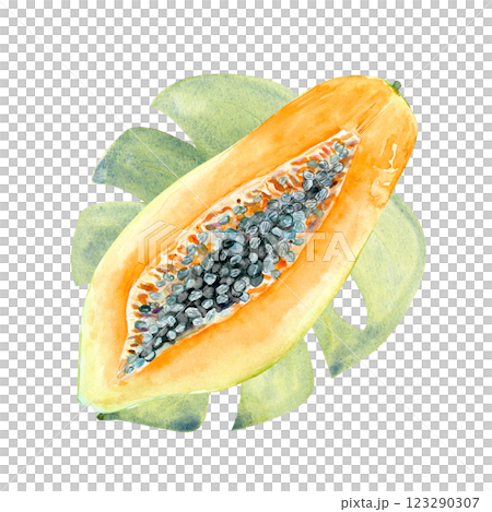 An open papaya on a leaf watercolor textured illustration isolated on white. The hand-painted tropical fruit clip art is perfect for culinary designs, labels, prints, cards, packages, menu, home decor An open papaya on a leaf watercolor textured illustration isolated on white. The hand-painted tropical fruit clip art is perfect for culinary designs, labels, prints, cards, packages, menu, home decor 123290307