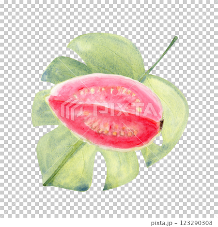 Ripe open pink guava piece on an exotic leaf watercolor illustration isolated on white. The hand-painted tropical fruit clip art is perfect for culinary designs, labels, prints, cards, packages, menu 123290308