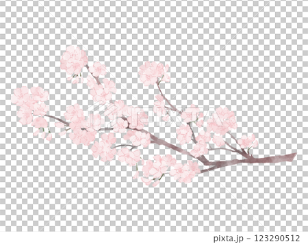 Beautiful blooming cherry blossom branch painted in watercolor Beautiful blooming cherry blossom branch painted in watercolor 123290512