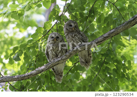 木の枝でたたずむエゾフクロウの夫婦 123290534