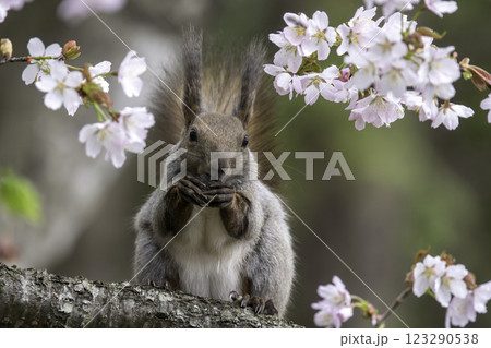 クルミを食べるエゾリス 123290538