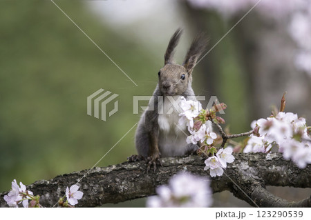桜の木でたたずむエゾリス 桜の木でたたずむエゾリス 123290539