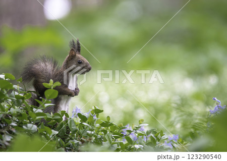 花畑でたたずむエゾリス 花畑でたたずむエゾリス 123290540