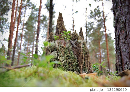 nature resilience moss-adorned tree stump in the enchanted forest 123290630