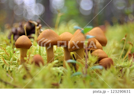 Forest Mushrooms in Soft Light 123290631