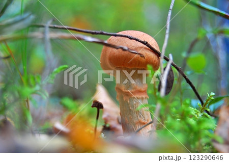 Orange-Capped Wild Mushroom in Green Forest Orange-Capped Wild Mushroom in Green Forest 123290646