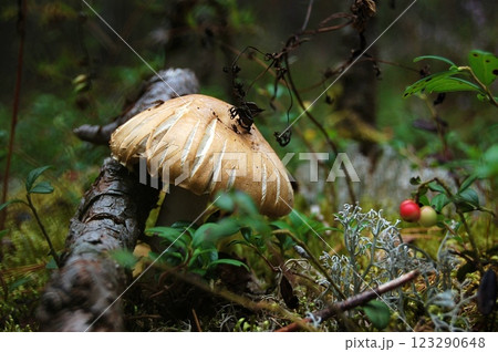 Wild Mushroom in the Heart of the Forest Wild Mushroom in the Heart of the Forest 123290648