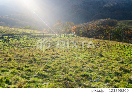 牧場の風景 秋の大笹牧場 日光霧降高原 牧場の風景 秋の大笹牧場 日光霧降高原 123290809