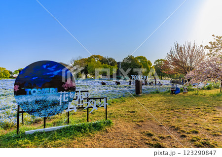 東京 足立区 舎人公園 ネモフィラ花壇(朝) 東京 足立区 舎人公園 ネモフィラ花壇(朝) 123290847