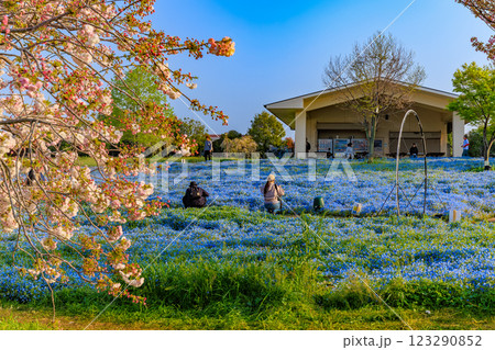 東京 足立区 舎人公園 ネモフィラ花壇(朝) 東京 足立区 舎人公園 ネモフィラ花壇(朝) 123290852