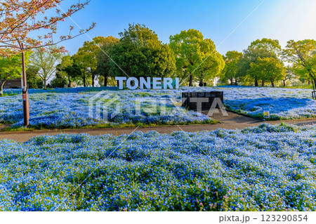 東京 足立区 舎人公園 ネモフィラ花壇(朝) 東京 足立区 舎人公園 ネモフィラ花壇(朝) 123290854