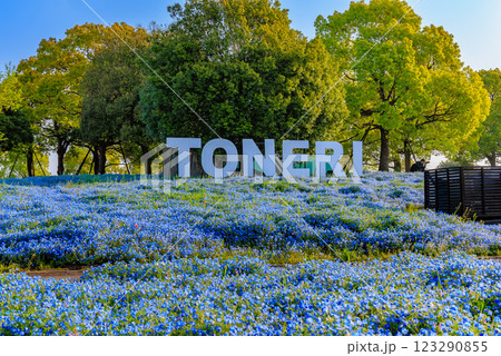 東京　足立区　舎人公園　ネモフィラ花壇（朝） 123290855