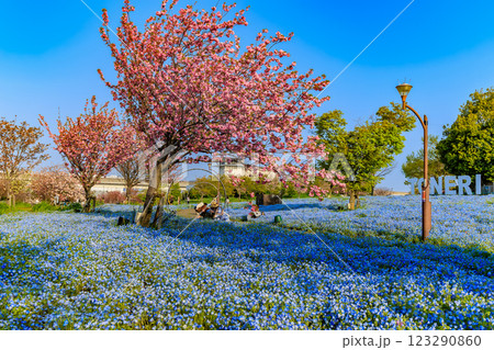 東京 足立区 舎人公園 ネモフィラ花壇(朝) 東京 足立区 舎人公園 ネモフィラ花壇(朝) 123290860