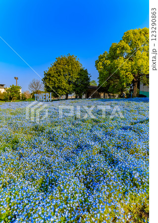 東京　足立区　舎人公園　ネモフィラ花壇（朝） 123290863