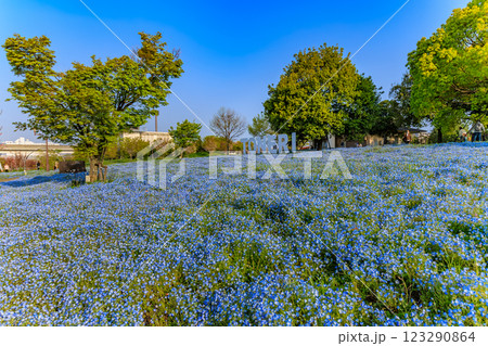 東京　足立区　舎人公園　ネモフィラ花壇（朝） 123290864