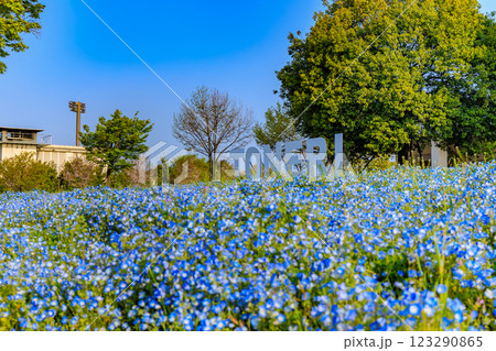 東京 足立区 舎人公園 ネモフィラ花壇(朝) 東京 足立区 舎人公園 ネモフィラ花壇(朝) 123290865