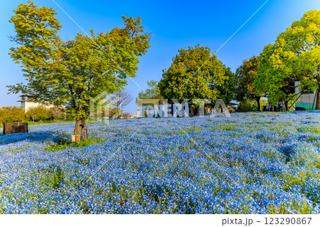 東京　足立区　舎人公園　ネモフィラ花壇（朝） 123290867