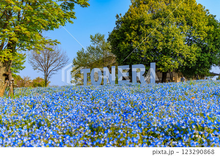 東京　足立区　舎人公園　ネモフィラ花壇（朝） 123290868