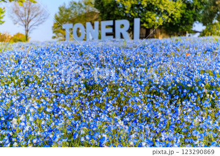 東京　足立区　舎人公園　ネモフィラ花壇（朝） 123290869
