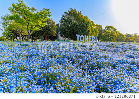 東京　足立区　舎人公園　ネモフィラ花壇（朝） 123290871