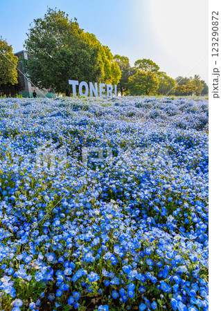 東京　足立区　舎人公園　ネモフィラ花壇（朝） 123290872