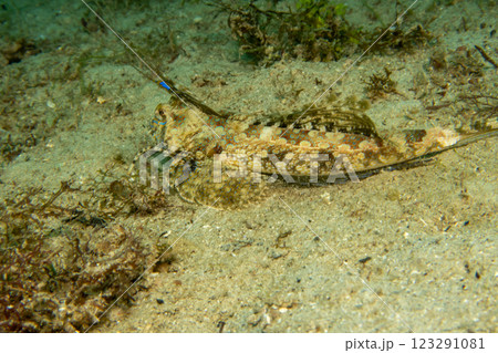 Fingered Dragonet a fish with two antennas that looks like something from a comics 123291081