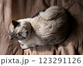 布団の上で香箱座りのシャム系猫を上から見下ろす 123291126
