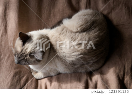布団の上で香箱座りのシャム系猫を上から見下ろす 123291126