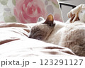 布団の上で眠るシャム系猫 123291127