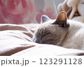 布団の上で眠るシャム系猫のアップ 123291128