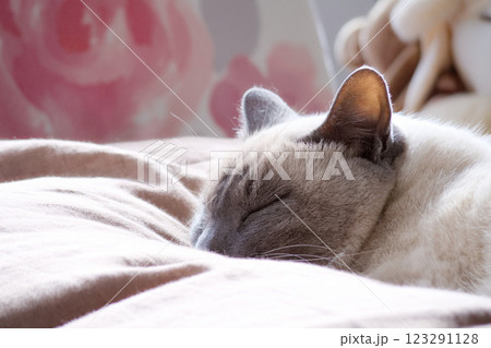 布団の上で眠るシャム系猫のアップ 123291128