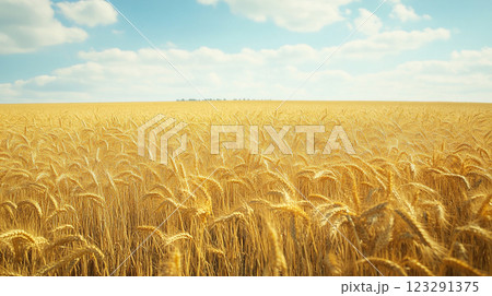 Golden wheat field under a bright blue sky with fluffy white clouds, creating a tranquil rural scene. Golden wheat field under a bright blue sky with fluffy white clouds, creating a tranquil rural scene. 123291375