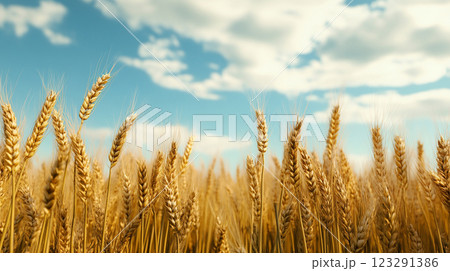 Golden wheat field under a bright blue sky dotted with fluffy white clouds, showcasing nature's beauty and agricultural abundance. Golden wheat field under a bright blue sky dotted with fluffy white clouds, showcasing nature's beauty and agricultural abundance. 123291386
