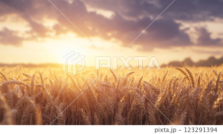 Golden wheat field glistens beneath the setting sun, promising a bountiful harvest in the tranquil countryside. A serene landscape. Golden wheat field glistens beneath the setting sun, promising a bountiful harvest in the tranquil countryside. A serene landscape. 123291394