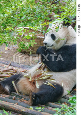 ジャイアントパンダ(中国-成都大熊猫繁育研究基地) 123291540