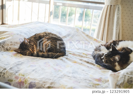 眠る猫 123291905