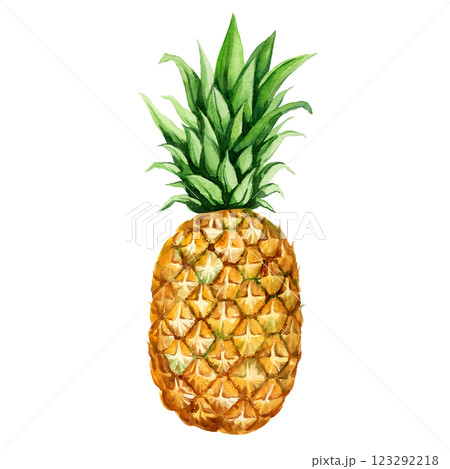 watercolor hand drawn illustration of ripe pineapple with fresh green leaves, sketch of tropical fruit, food illustration isolated on watercolor background 123292218