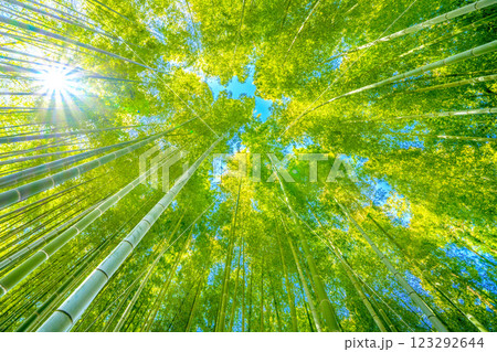 日本の横浜都市景観 緑色と黄色がコラボ…竹林と差し込む太陽光…希望の光…＝令和7年2月25日、横浜 123292644