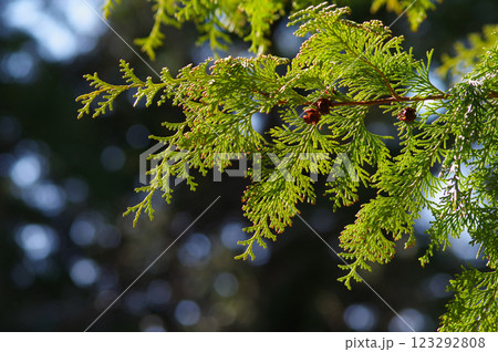 【花粉症イメージ】花粉飛散前のヒノキ 【花粉症イメージ】花粉飛散前のヒノキ 123292808