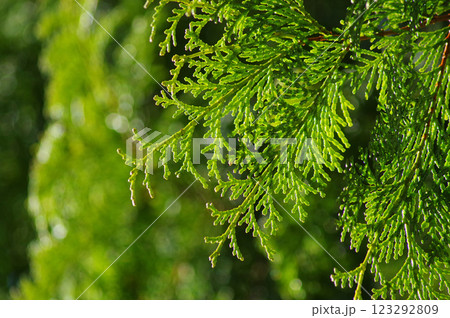 【花粉症イメージ】花粉飛散前のヒノキ 123292809