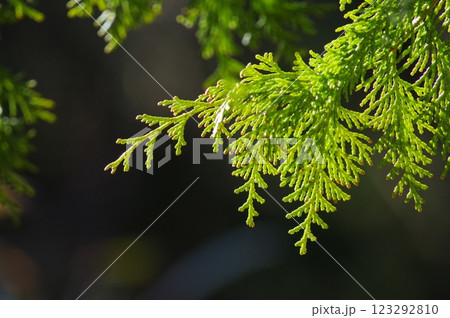 【花粉症イメージ】花粉飛散前のヒノキ 【花粉症イメージ】花粉飛散前のヒノキ 123292810